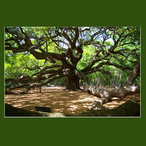 Under the Spanning Tree